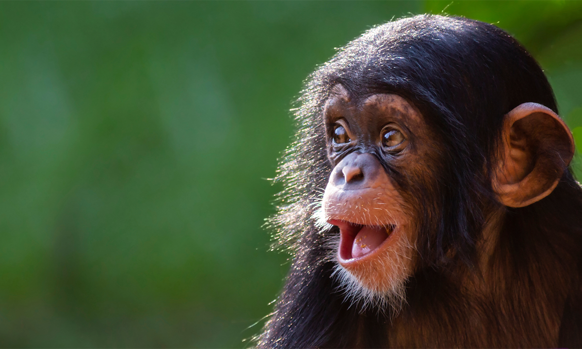 ¡El Simio que Jugaba al Como si Fue el Mejor! 🐒