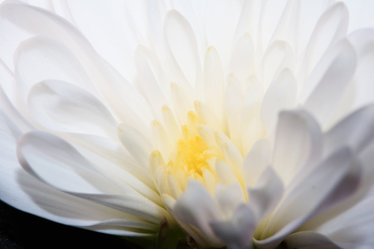 😂 ¡Esto Cambia la Juego! SPG Se Instala en Guadalajara y Nadie...