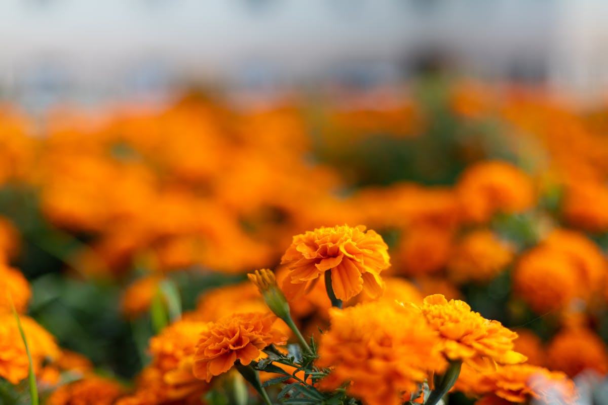 ¿Berterame se Va de Lujo o Cruz Azul va a Caer? 🚨