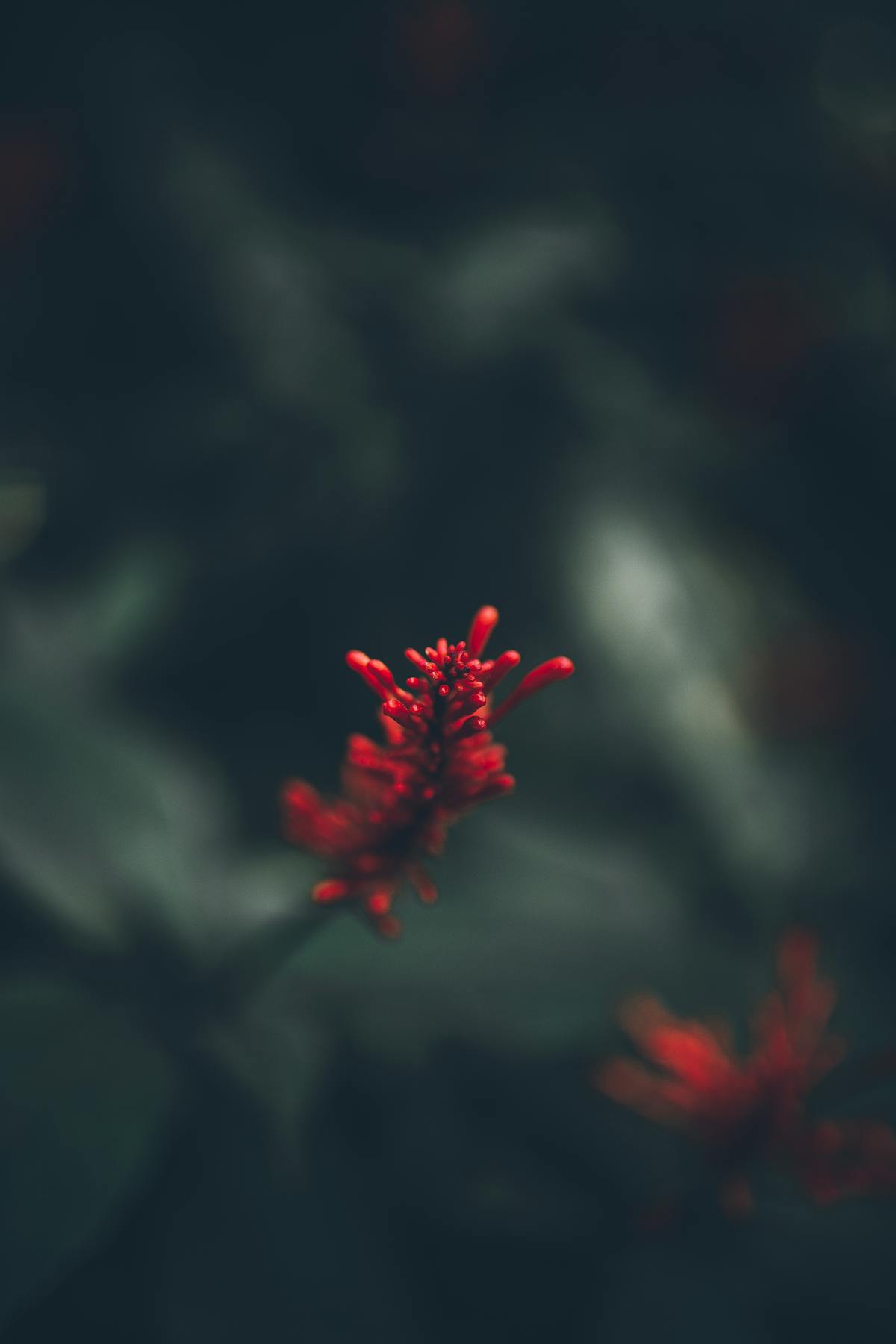 🚩 ¿Trump Sabe Lo que Es la Ciberseguridad o Solo Finge?