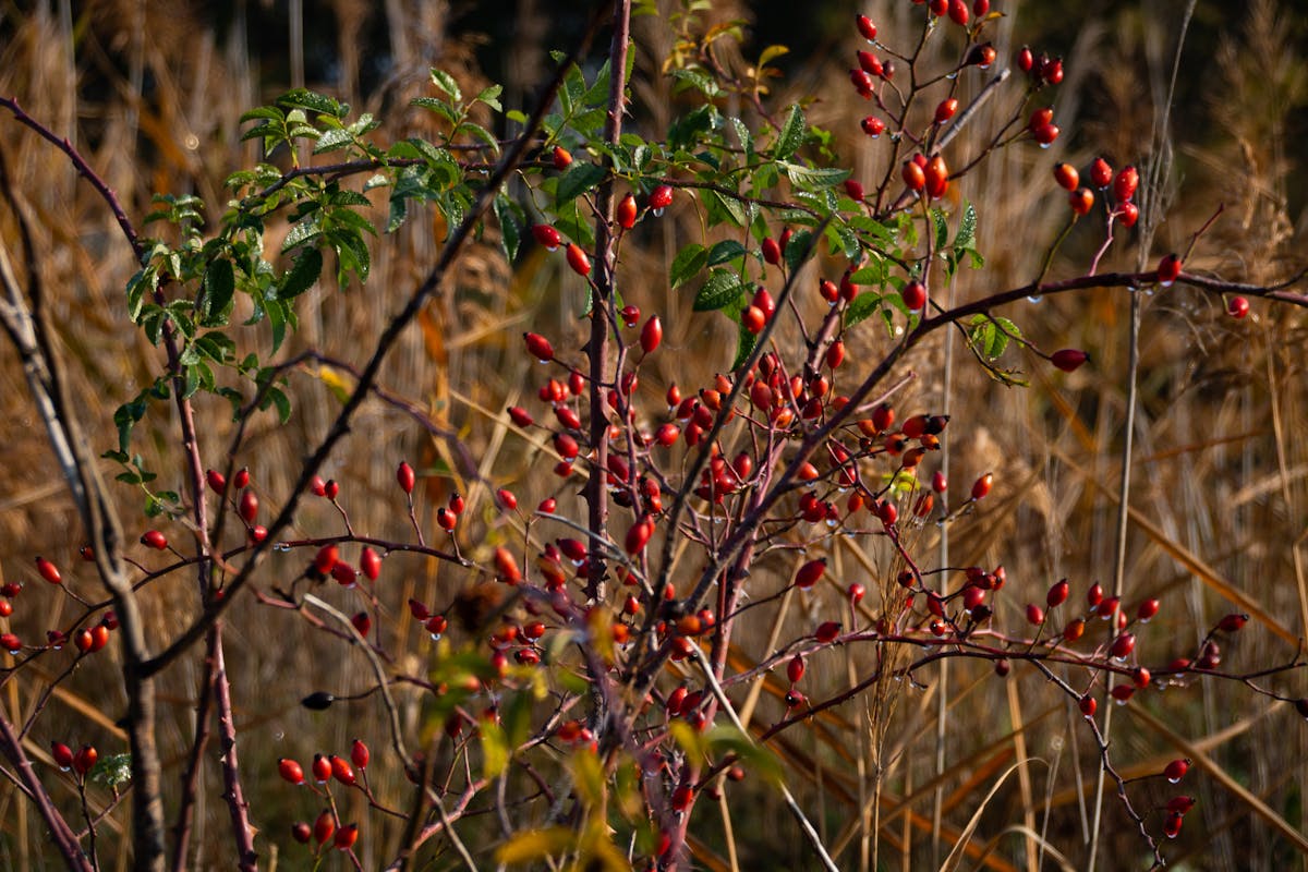 ¿Aguas con Esto? Cowgirl Golf va por Todo en México