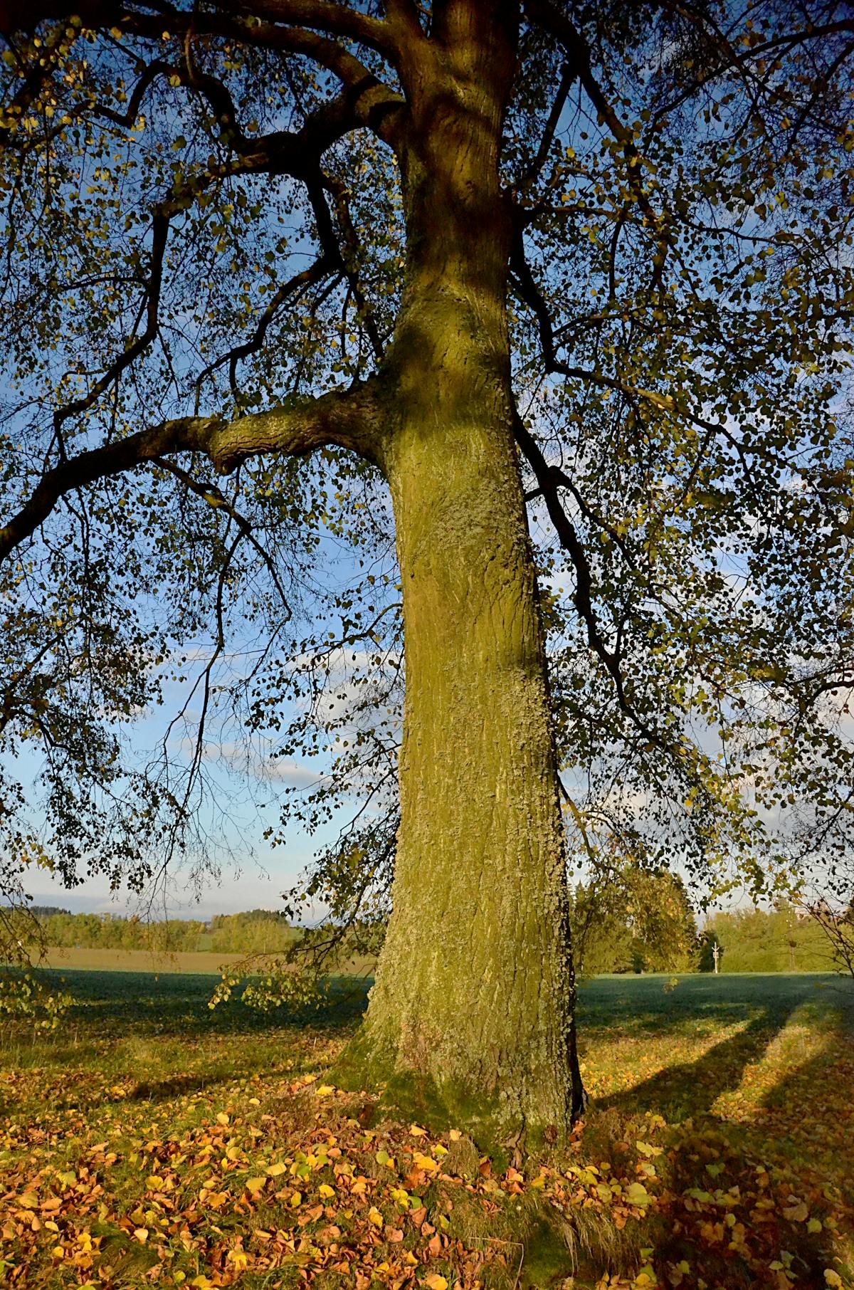 ¿Pueden confiar en Roche después de $1.2 bilion? 🤑