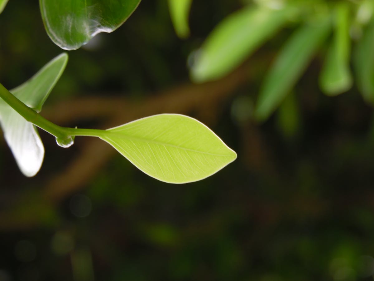 ¿El Gallo se escuchó en Bogotá sin carro? 🚗💀