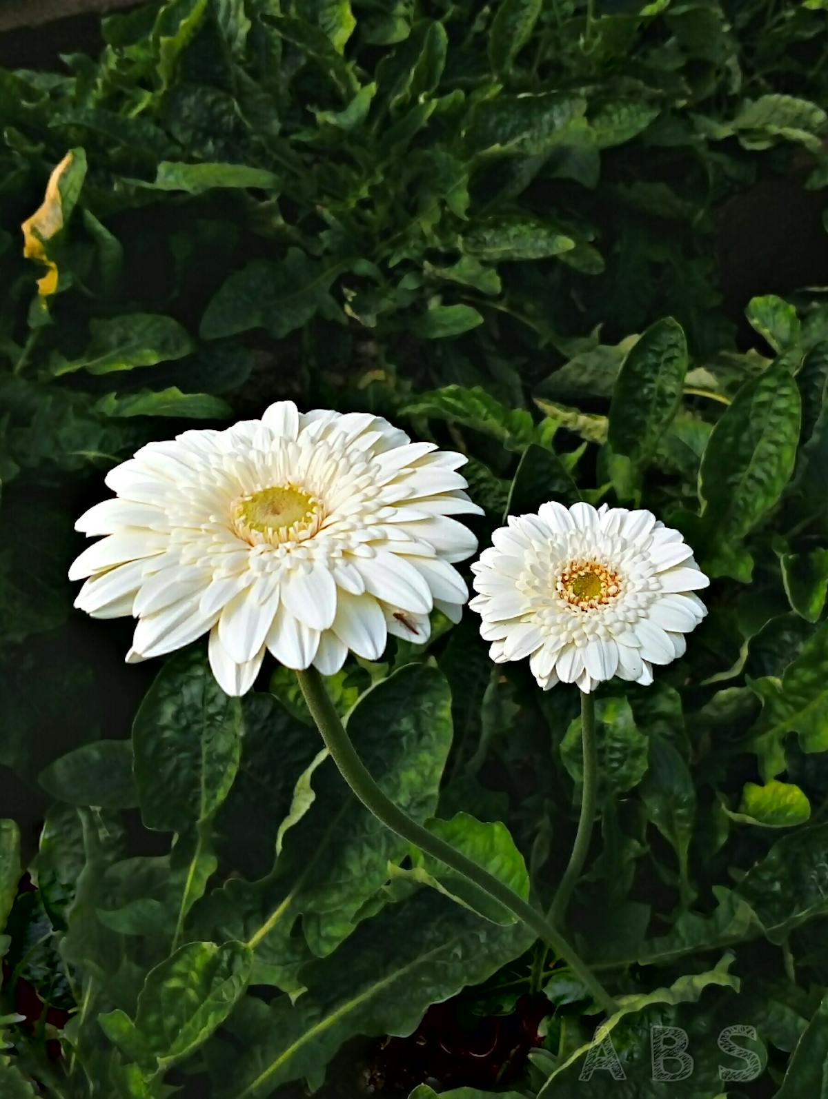 😎 ¿Podrán Rayados ganarle a los Monterreyistas en tierra guate...