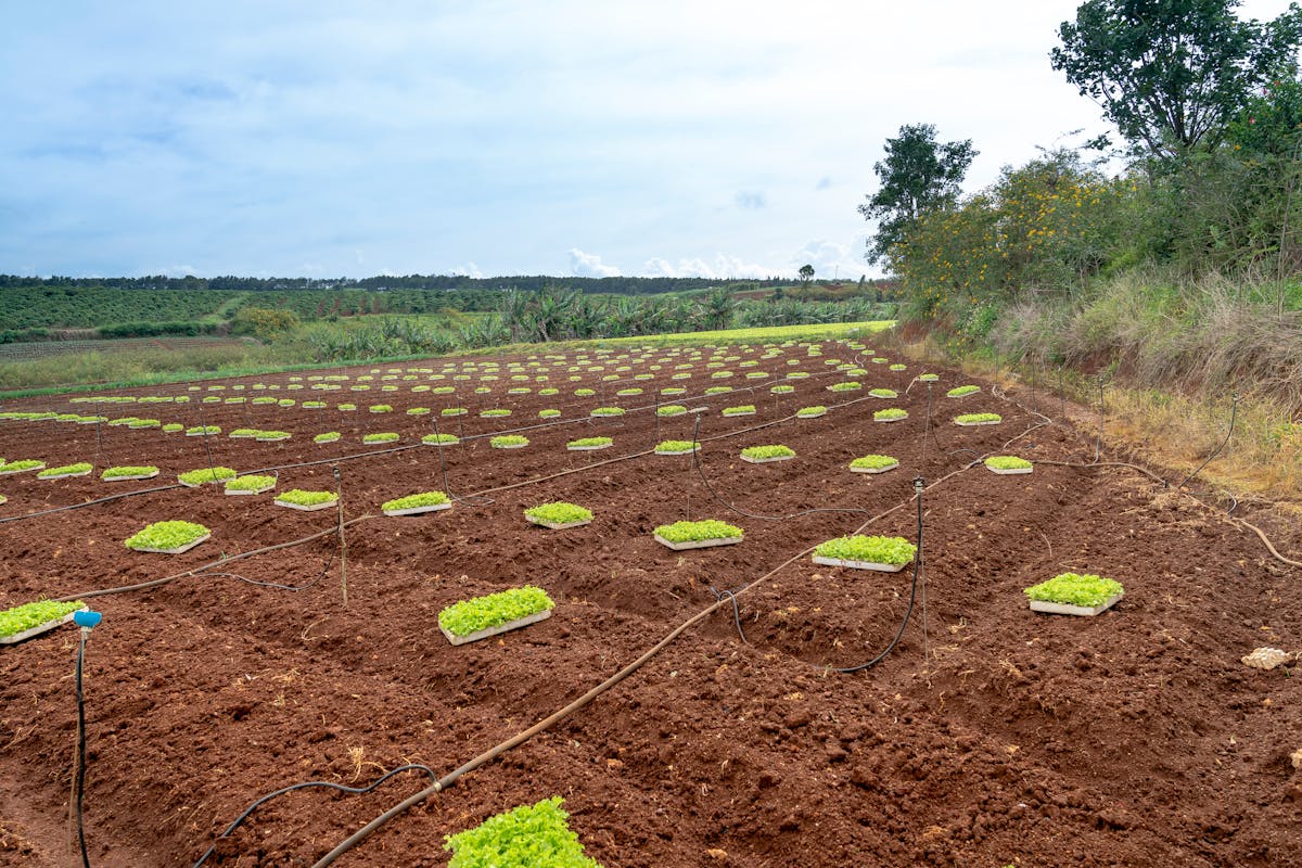 ¿Burlada Sí o No? 🤔