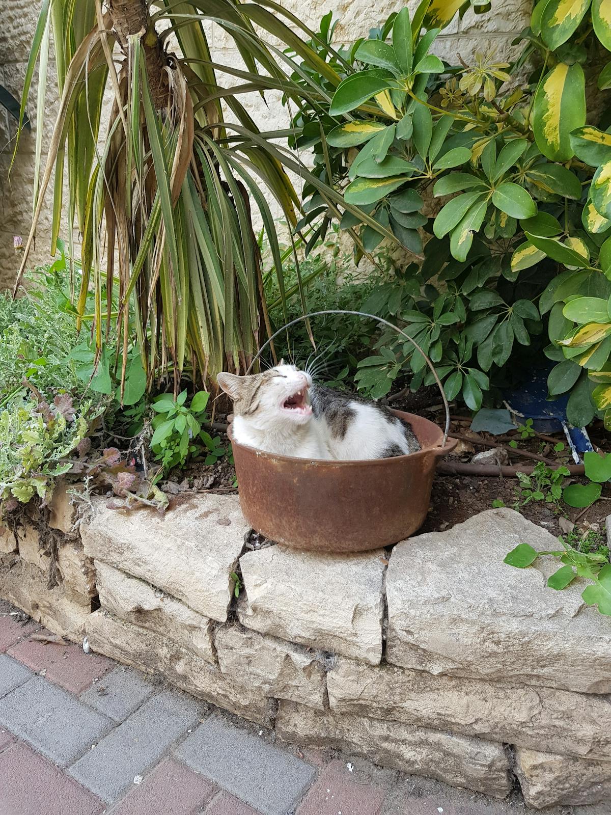 ¿Maduro va a ser extraditado? 🚨️️️️️️️️️️️️️️️️️️️️️️️️️️️️️️️