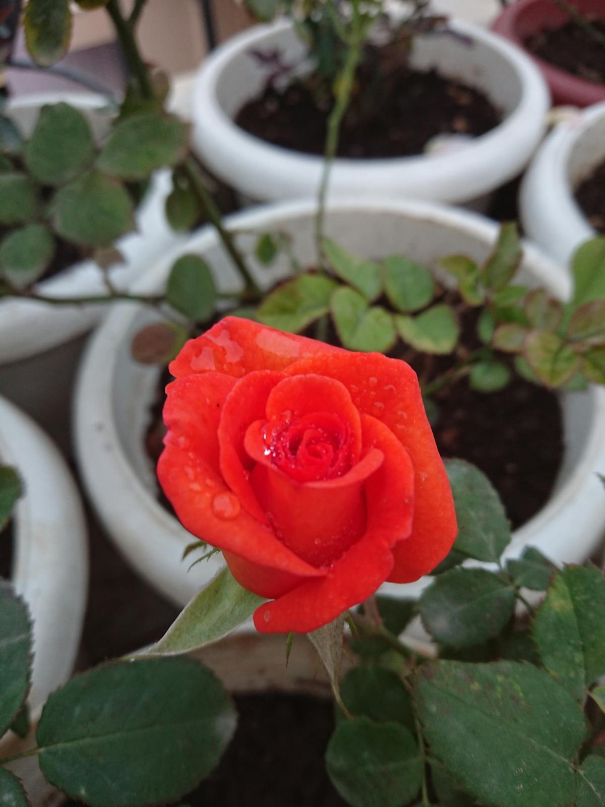 ¿Quién Paga el Precio de la Corrupción? 🤑️💸