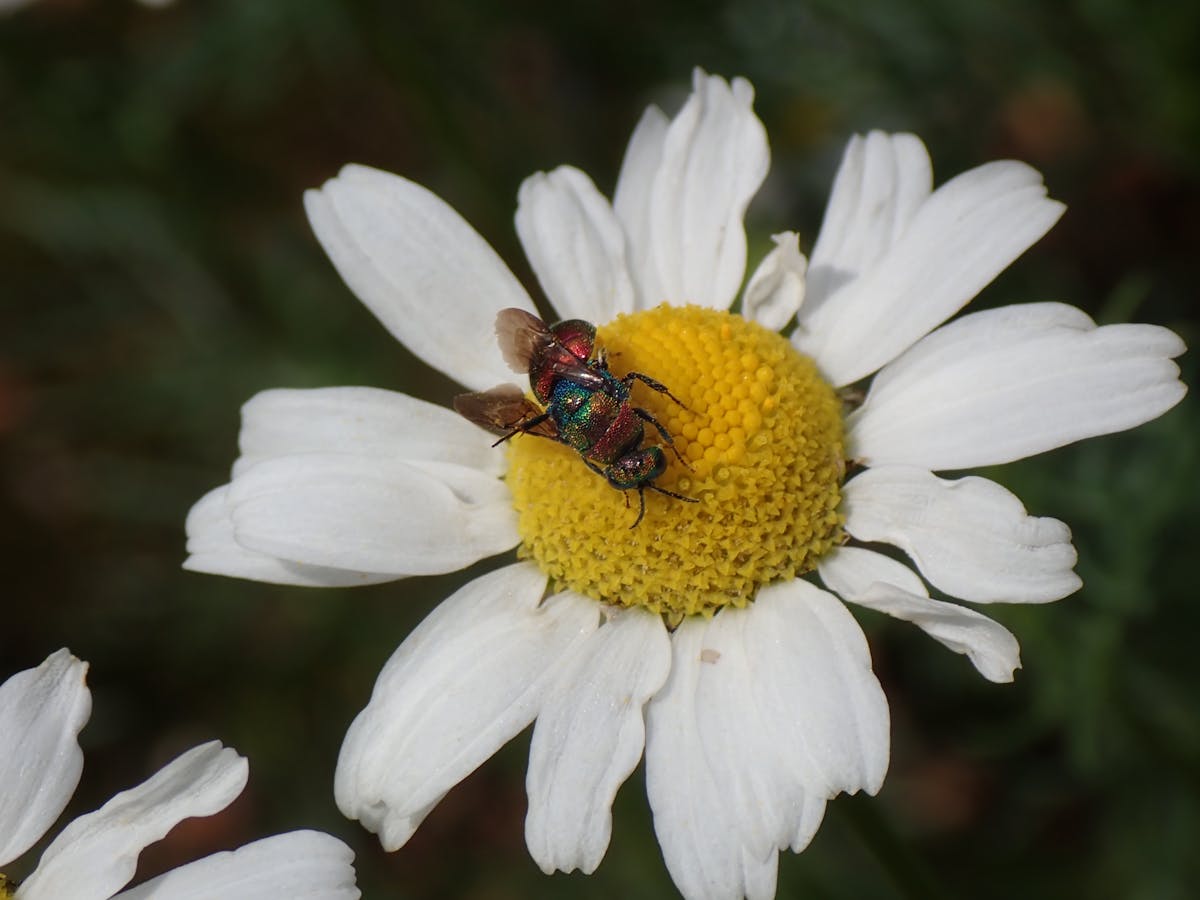 🤯 ¿Vives como Adulto o Simplemente te Despiertas y Funcionas?