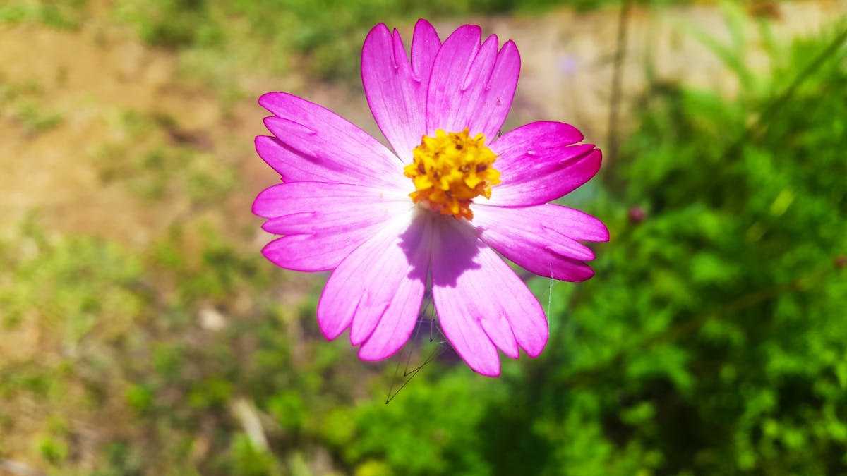 ¿Conociste a Sophie Bakalar o solo la viste? 🤷♀️