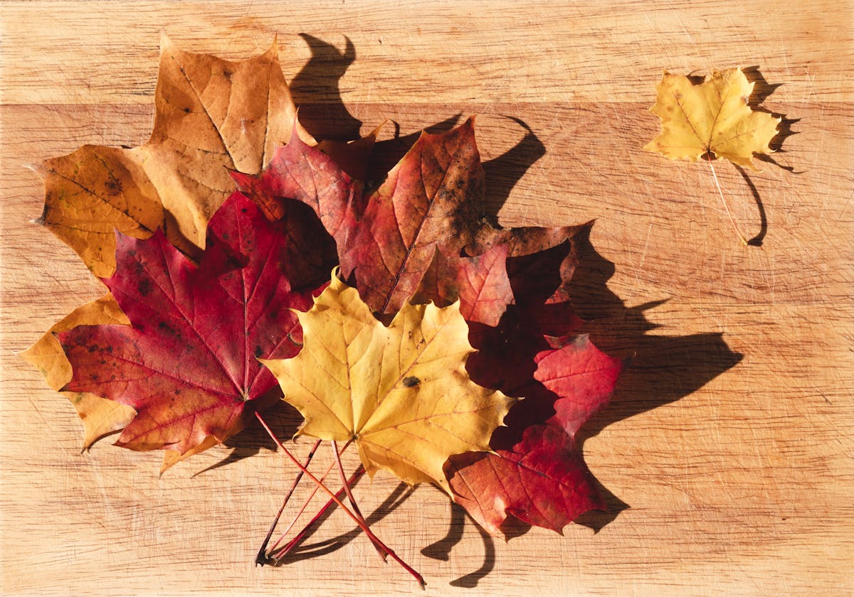 ¿Alguien les dijo a los Coppola que no usan TikTok? 🤣