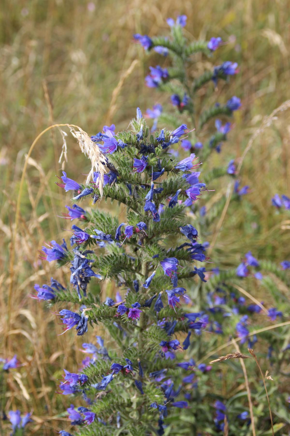 ¡Guac es vida! 🥑 ¿Tu guacamole para el Super Bowl es un atarde...