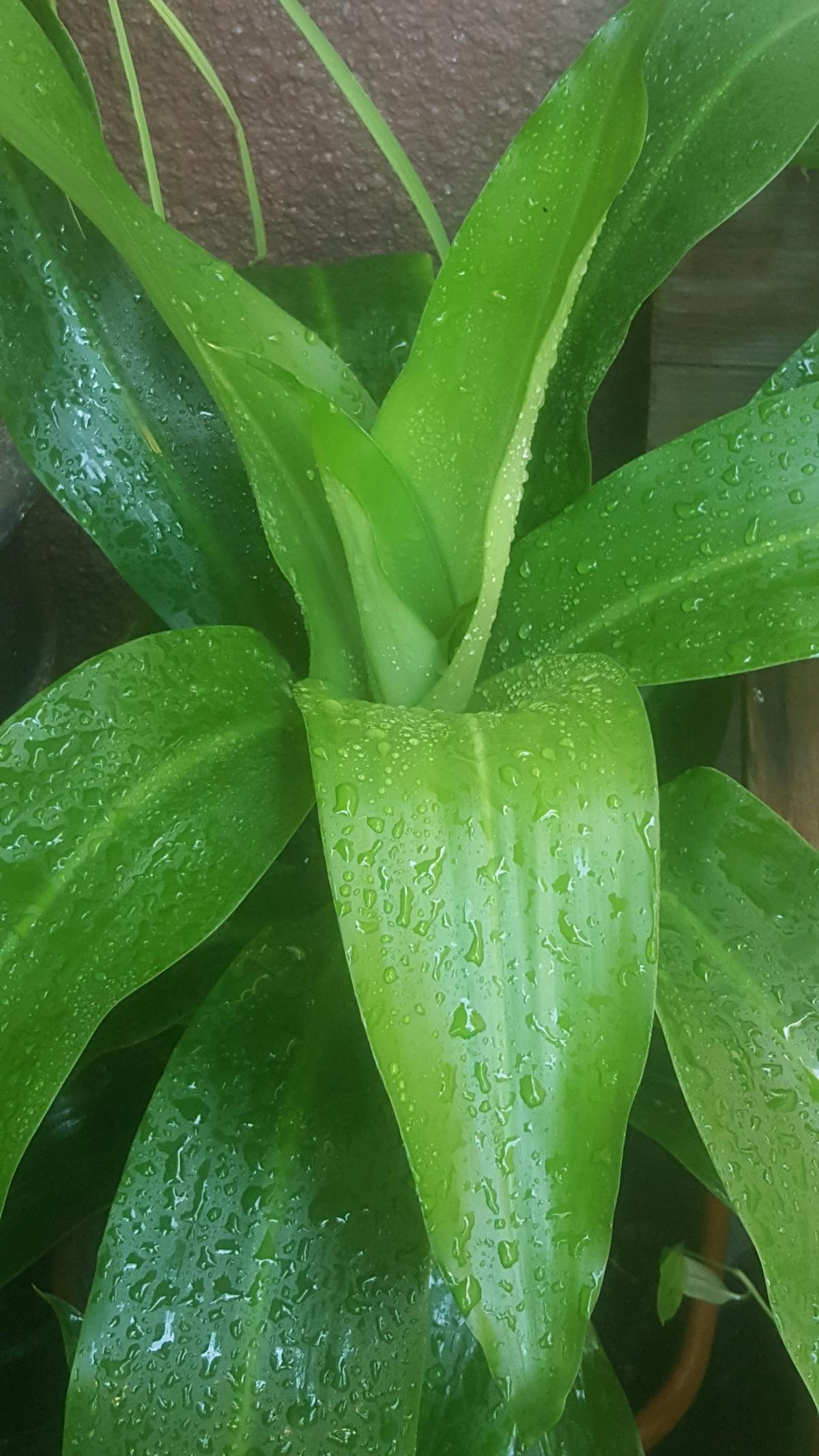 ¡La Reina del Horror Llega a la Argentina! ¿Estás Preparado? 🤯