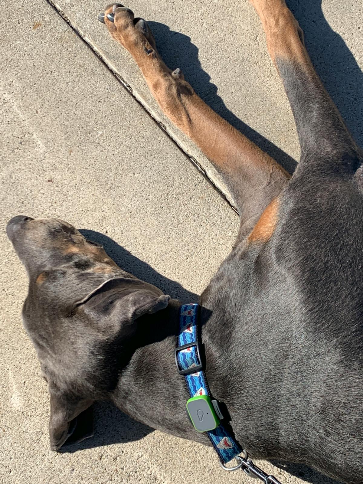 ¿Ali Barat se convierte en el tiburón del fútbol mexicano? 🐊