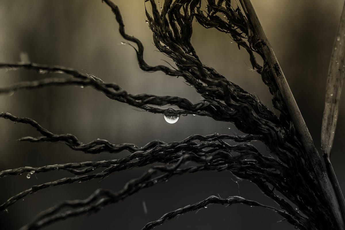 🎵 ¿Concierto Chino o Desastre Cívico?