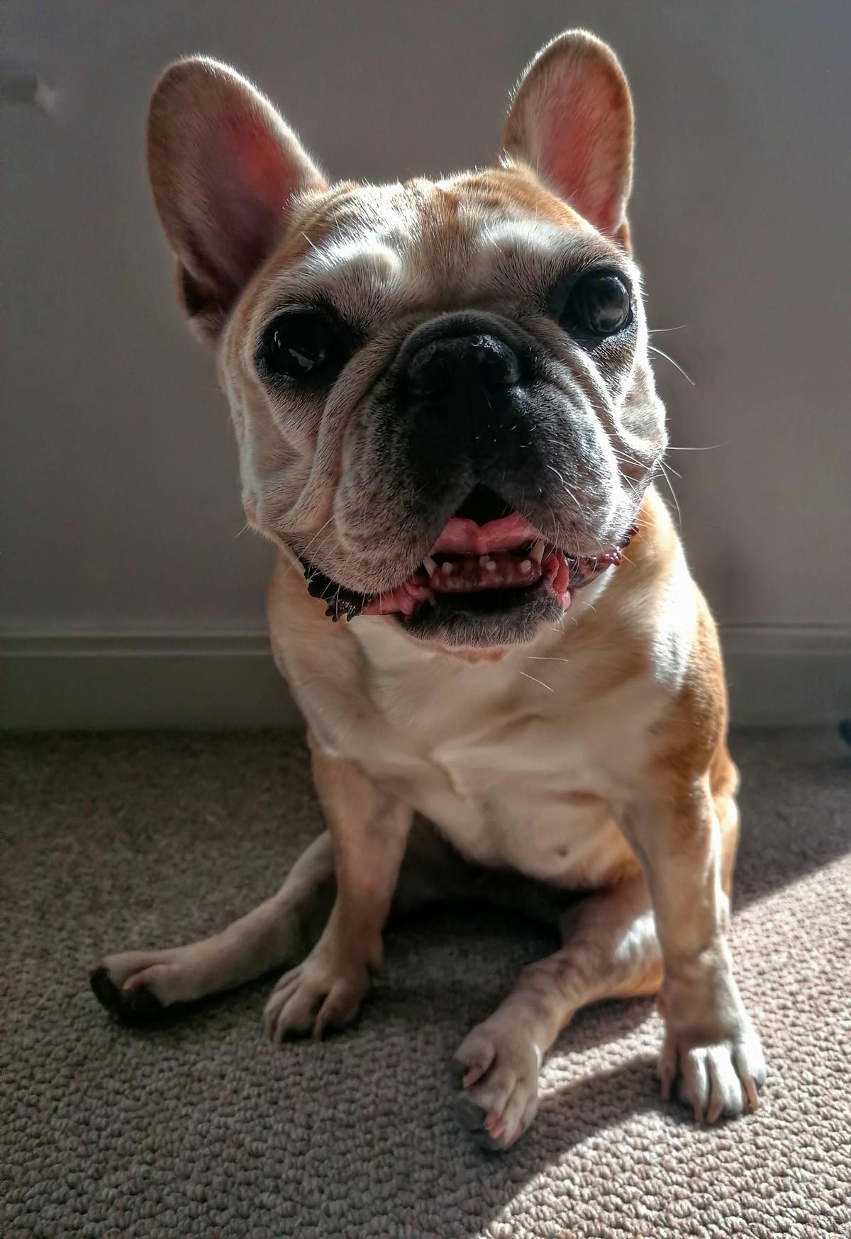 🚨 ¿Pizarro Quedará Inactivo Hasta el Clausura? 🤷‍♂️