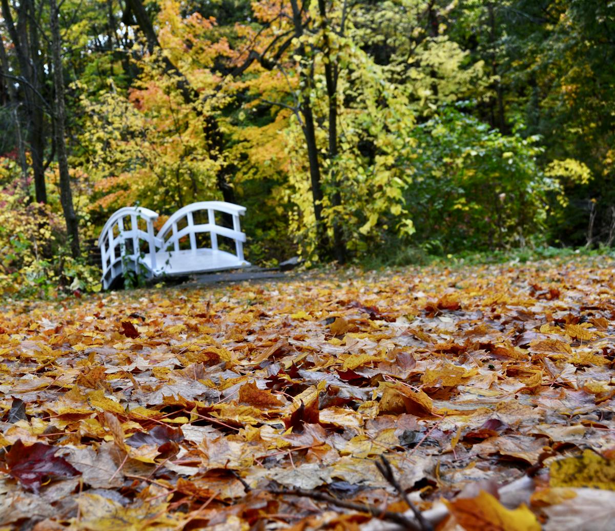 ¡Gana un boleto para gritar Chido con Los Angeles Azules! 🎟️ ¿...