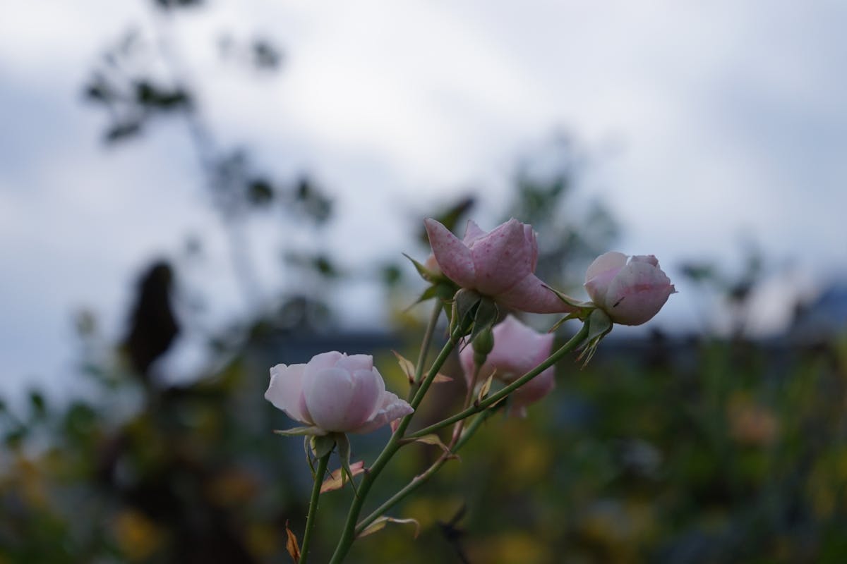 ¿Trump Se Olvidó de la Guerra en el Norte? 🚨