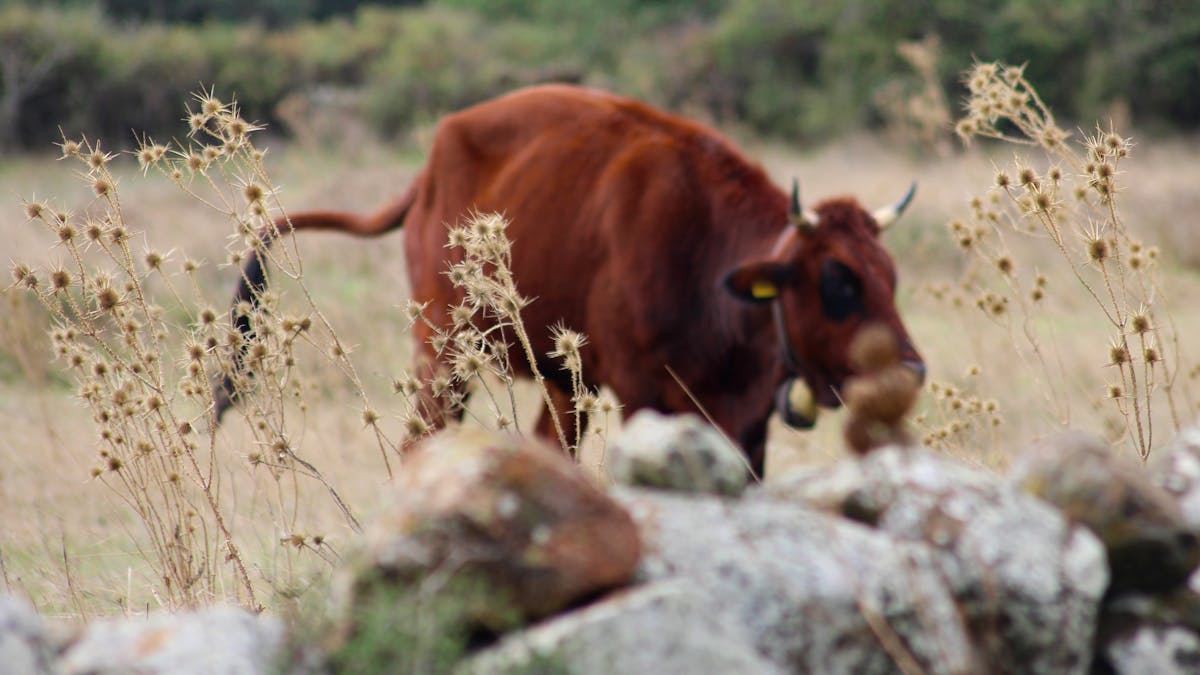 ¿Matthieu Aikins es el único que sabe qué está pasando en Medi...
