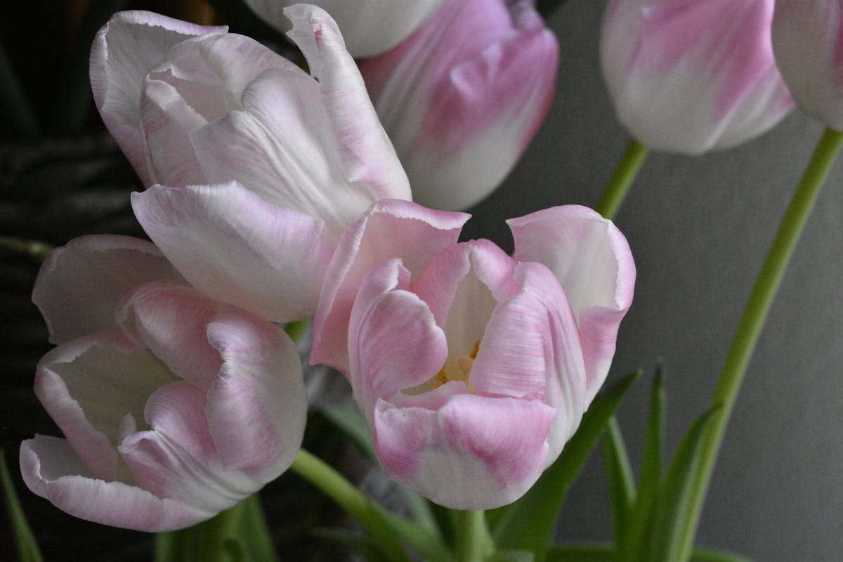 🤯 ¿Dónde Verás a Donovan Carrillo en los Juegos Olímpicos de 2...