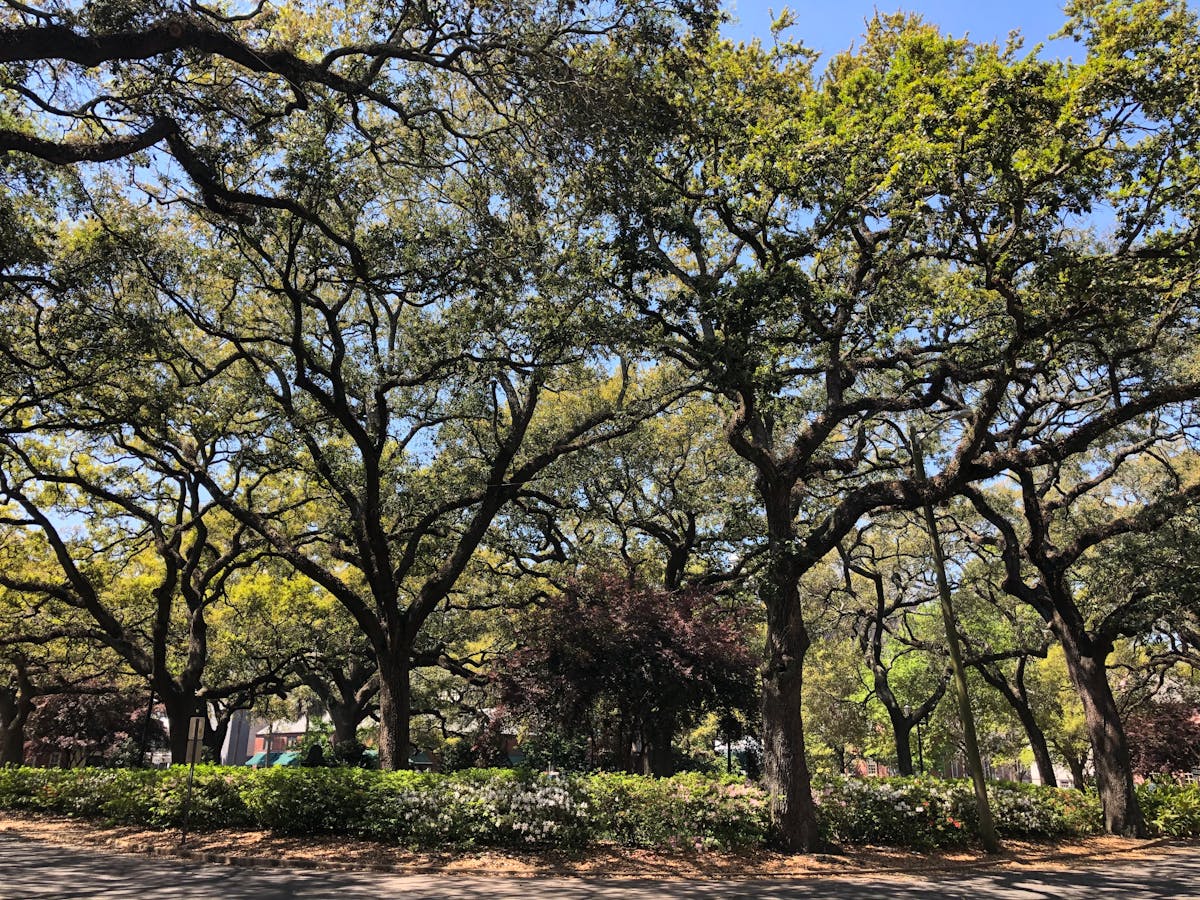 ¿La Ley del 2026 Te Robará la Autonomía o Solo la Renovará? 🚫