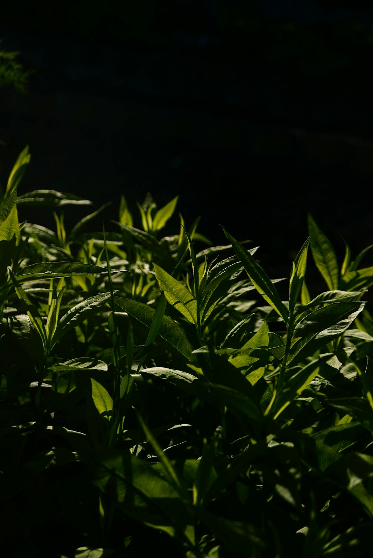 🏂 ¿Y los argentinos qué pasaron en Milano? 🤔