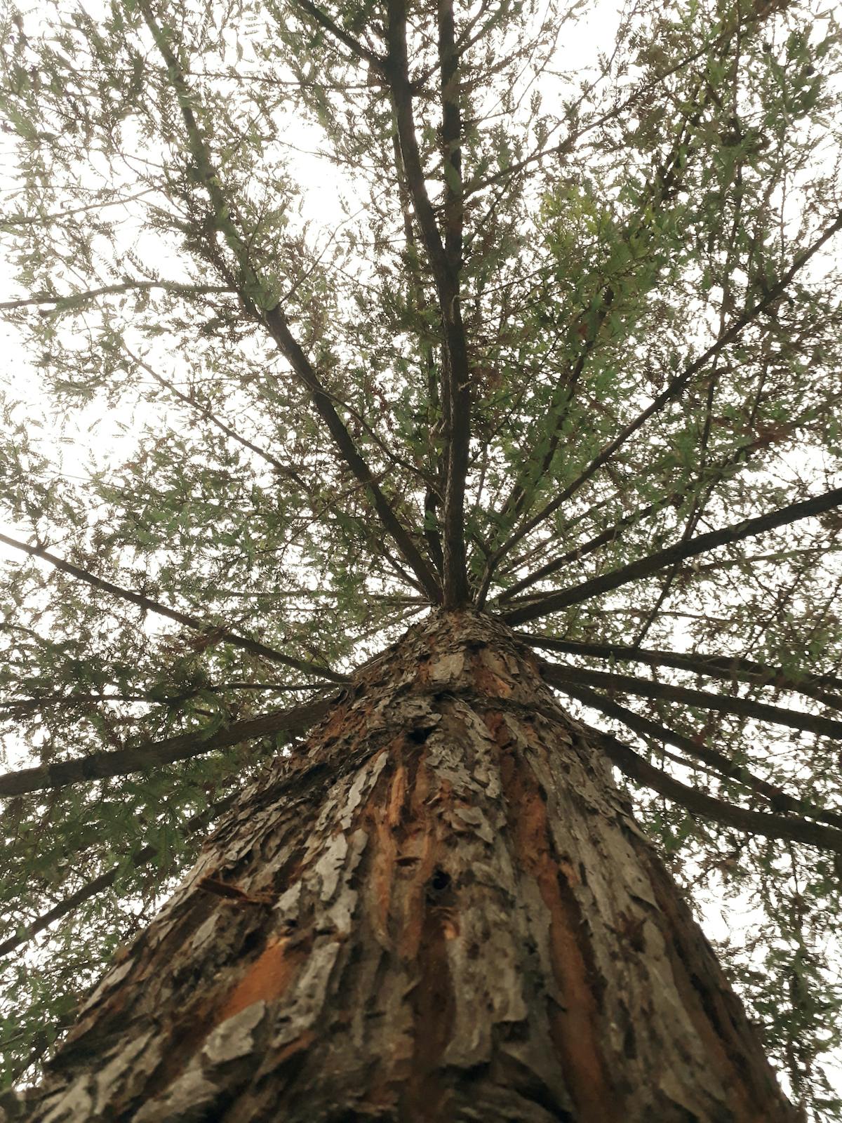 ¿Colombia Acaba de Descubrir el Precio del Aceite de Palma? 🤯 ...