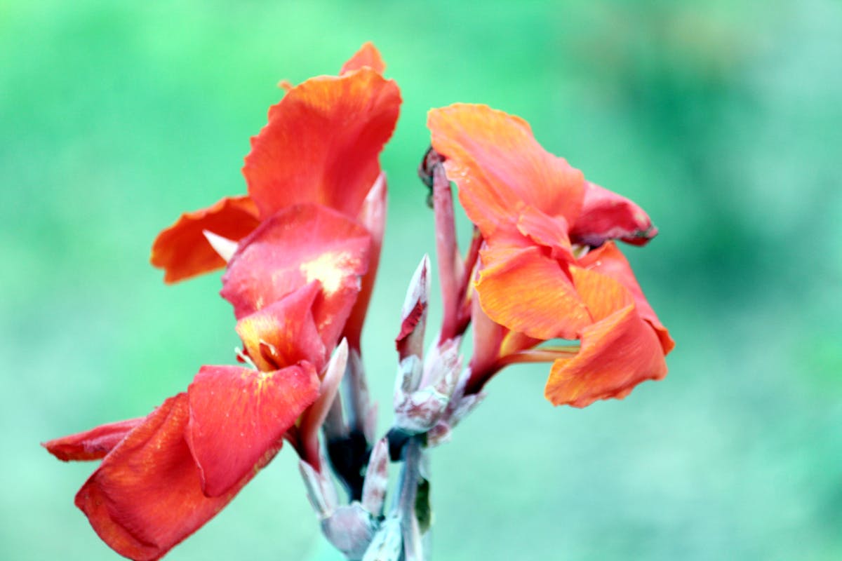 ¿PJ Vogt nos cuenta sus secretos de Podcast o solo nos engaña? 🤐