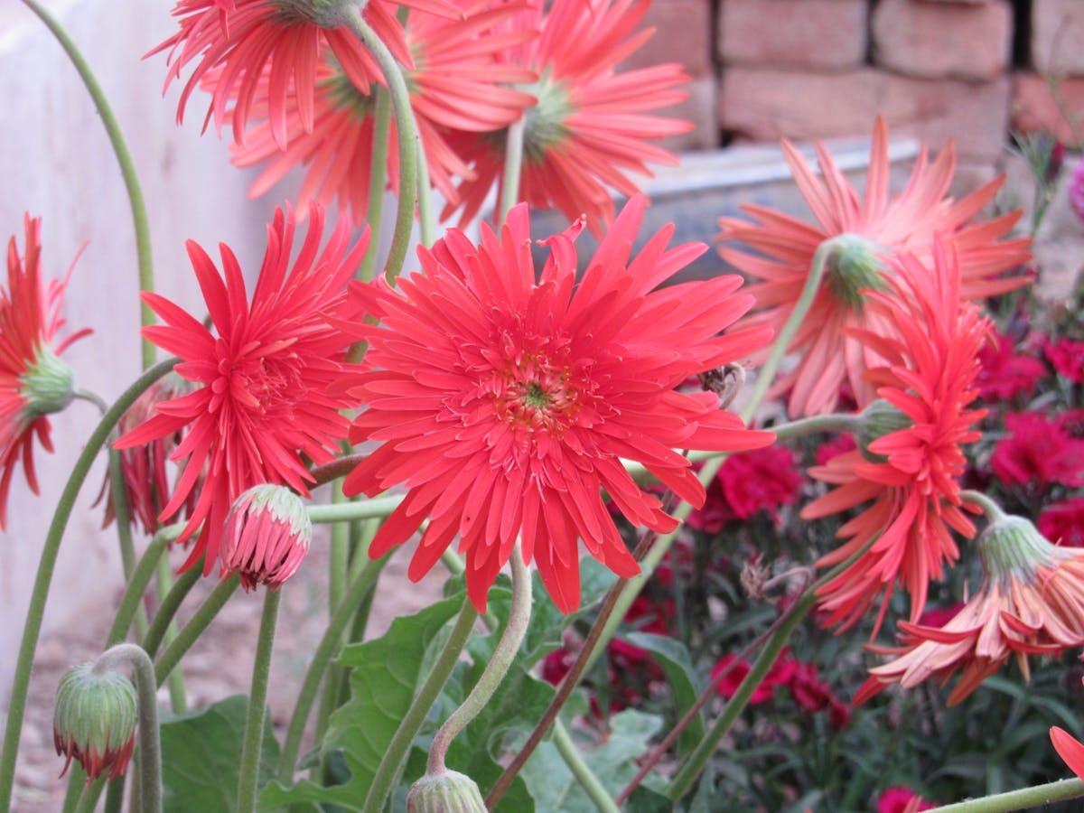 🤯 ¿Pueden los podcast longform salvarnos de la realidad?