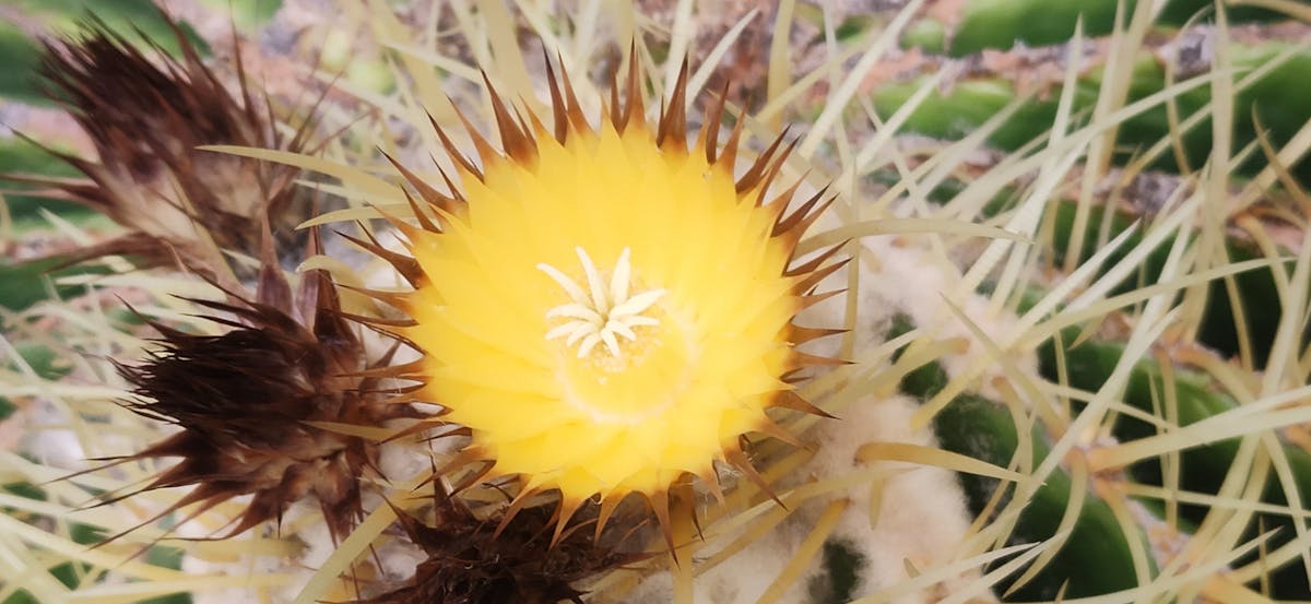 🚨 ¿Javier Zamora Sigue siendo Poeta o Se Despidió de la Litera...