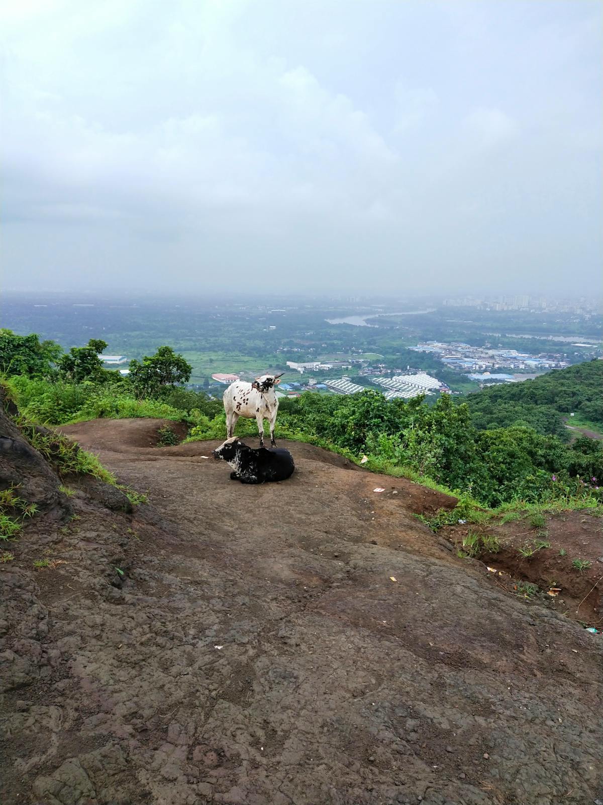 ¿Flamengos en el Chesapeake? ¡Son los nuevos vecinos de Baltim...