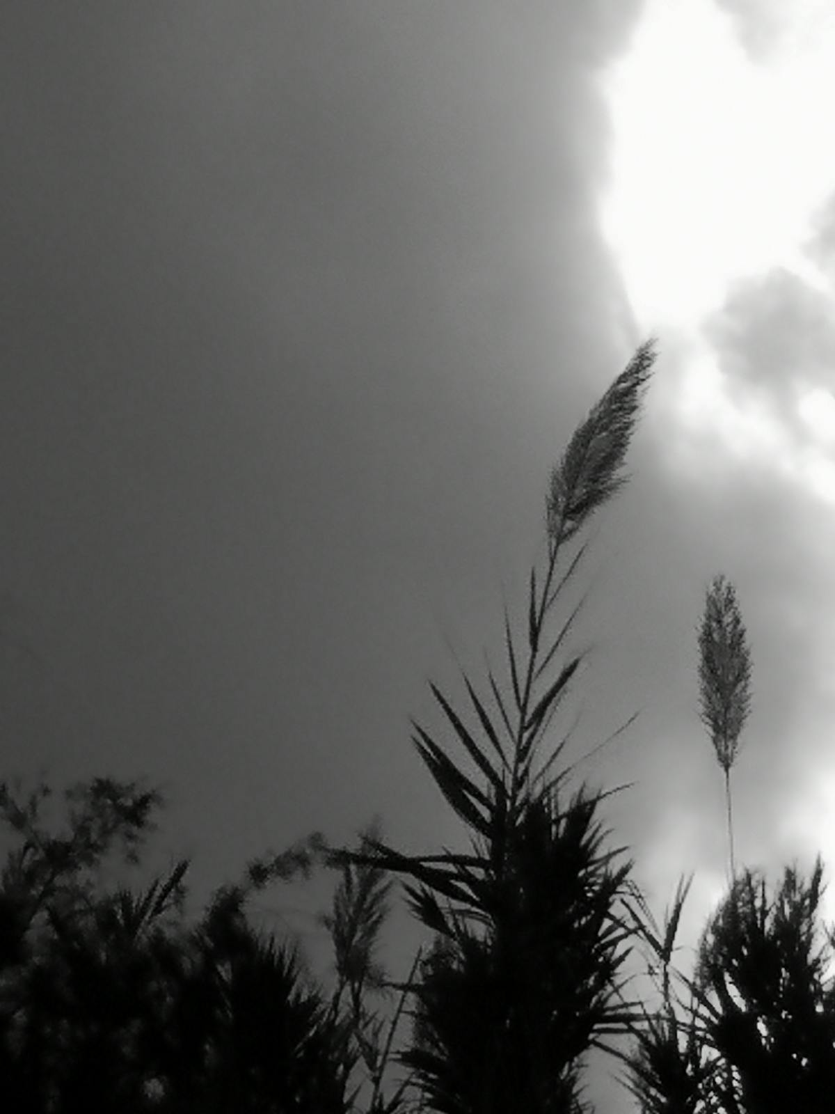 ¡Eso No Es Un Don! 🤣 ¿Es Adam Grant un gurú o un gruñón?