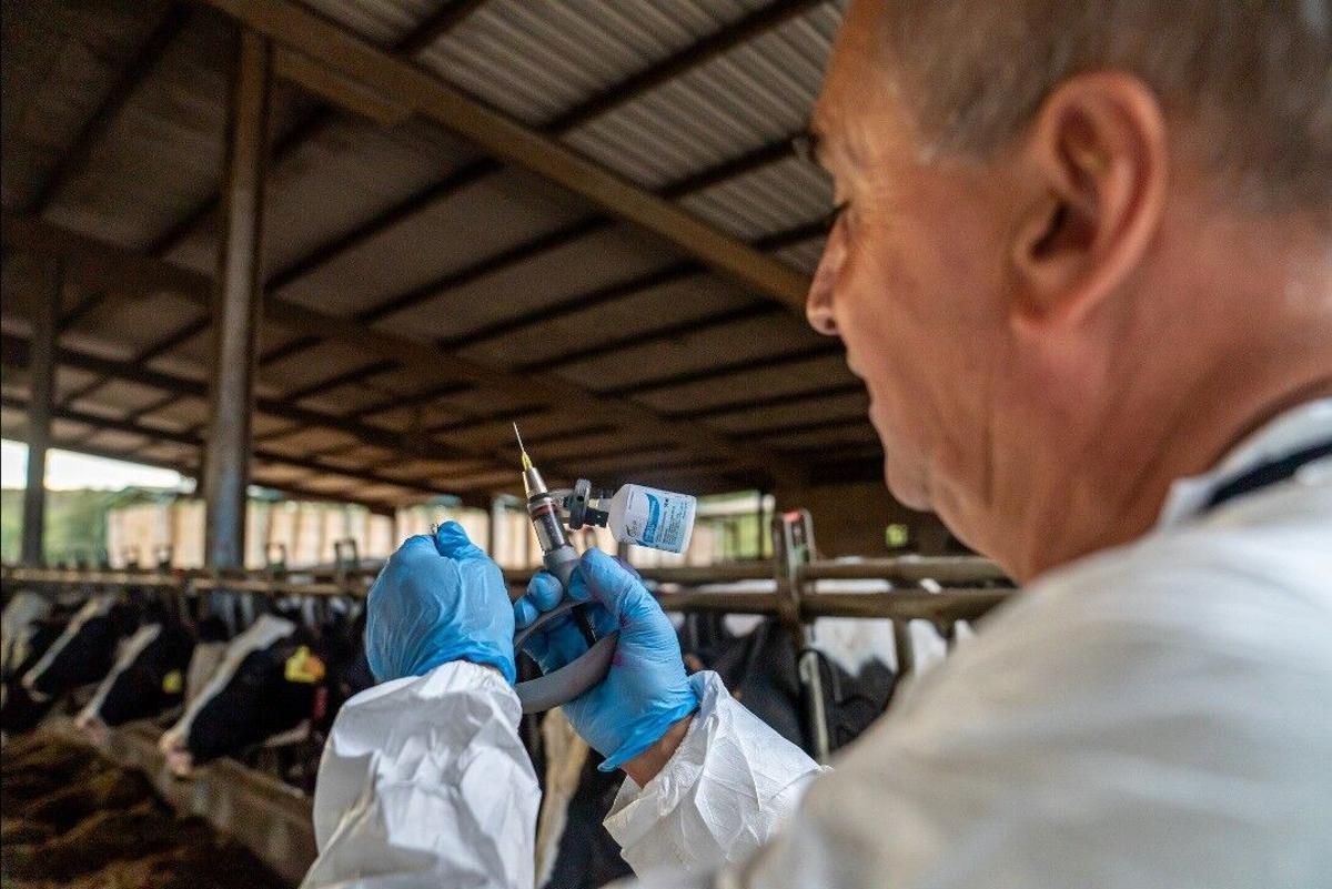 🐮 ¿Las vacas de Aragón se están volviendo locas?