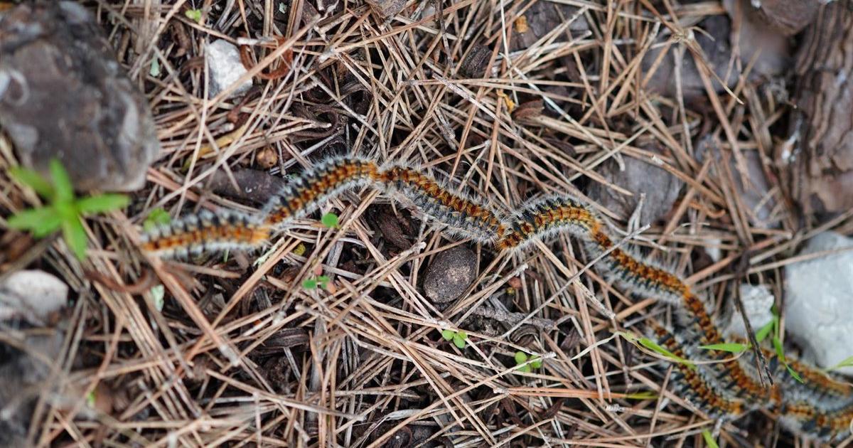 💀 ¿Te preparaste para la invasión de procesionarias en Baleare...