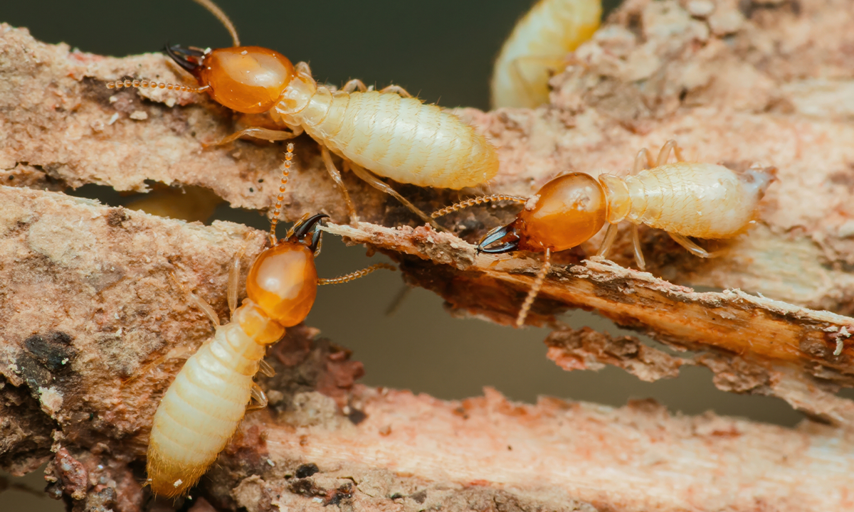 🐜 ¿Por qué los Reyes de las Termitas Tienen Esporas Pésimas?