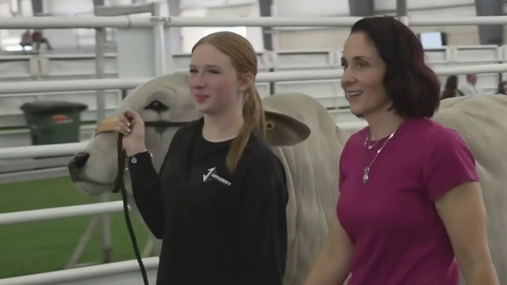 🤣 ¿Cuál es la Vaca más Bella de Texas? Sospechamos que ya ...