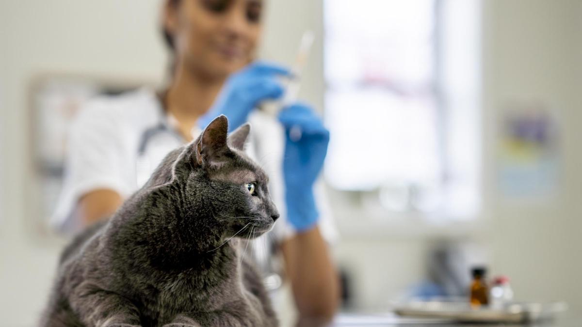 🐾 ¿Te Dieron una Diagnóstico de Tu Perrito Se Muere?