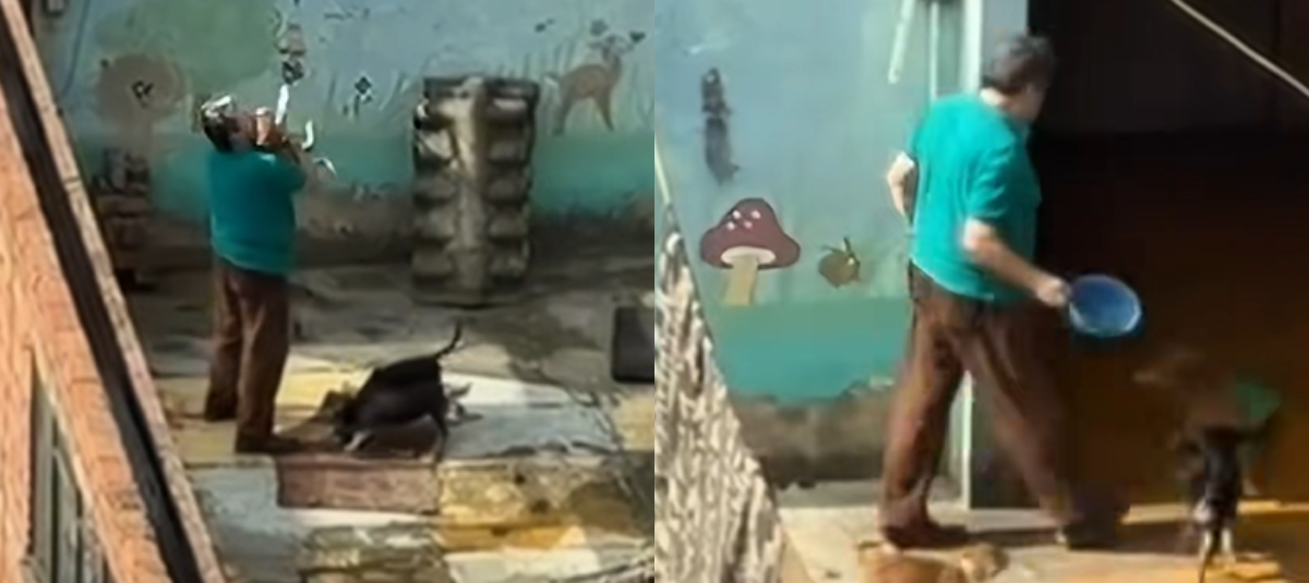 No te pases, ¿Qué pasa cuando el cuidador de 20 perritos calle...