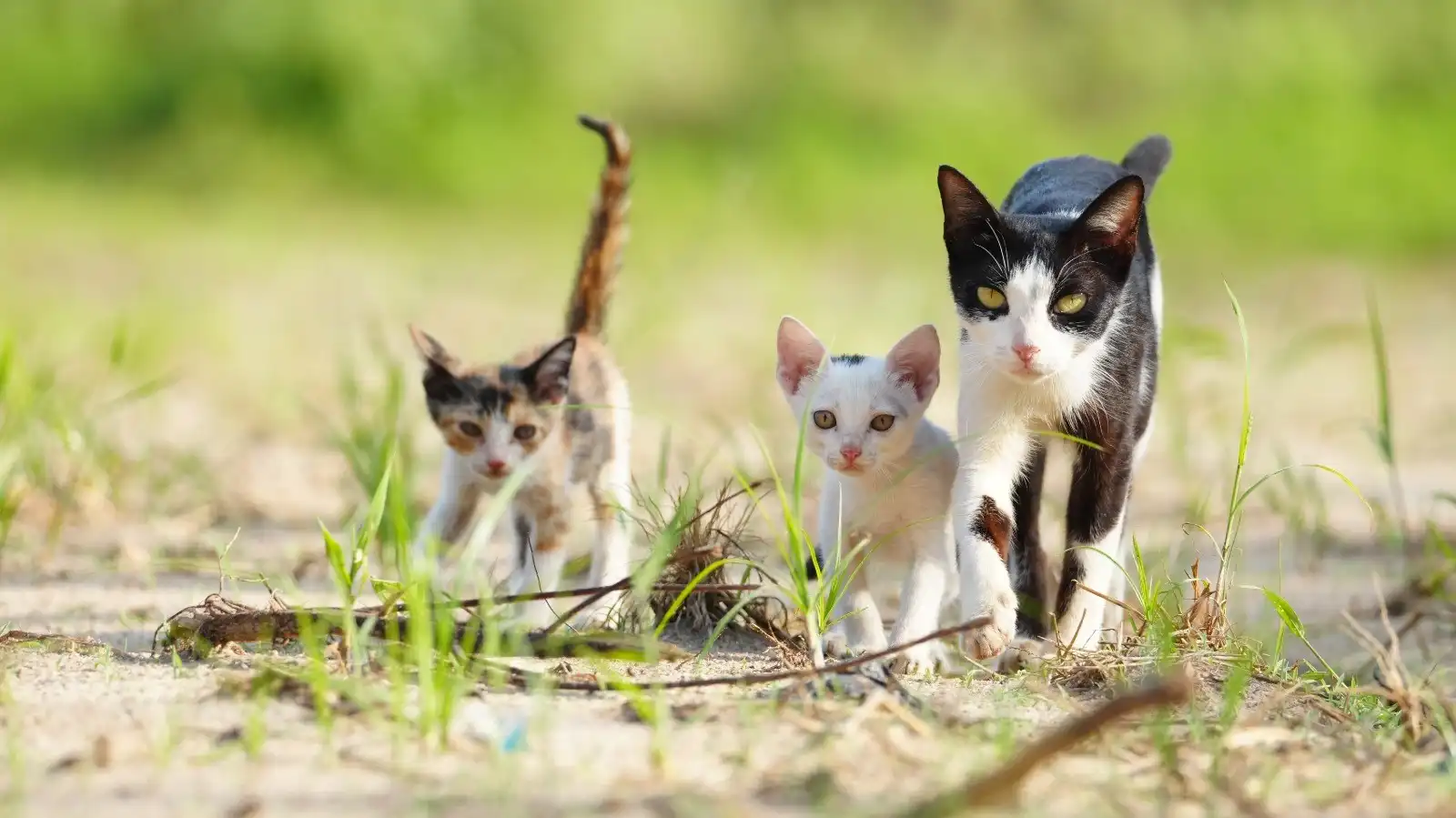 🐈 Gatos Ferales: ¿Son el Problema del Futuro o Solo Una Excusa...