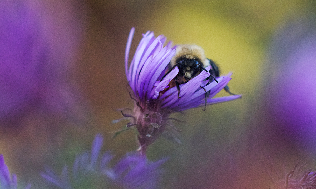🐝 ¿Los Sueños de una Abeja Colmena en Otoño se Rinden al Ciber...