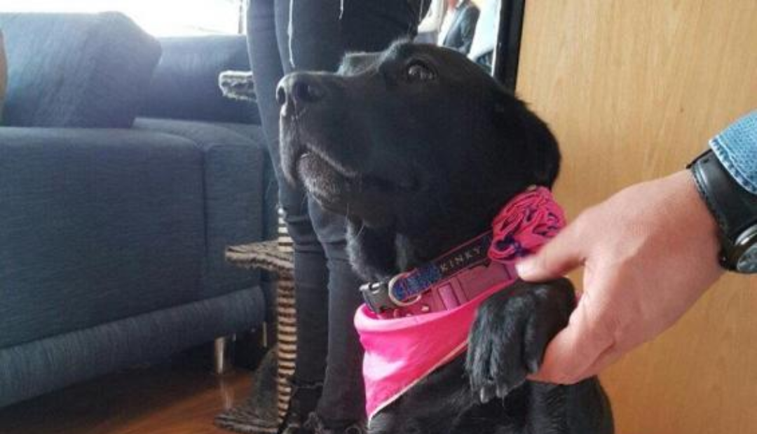 🐶 ¿Tu mascota envejece pero tú no? ¡No te preocupes, amigo!