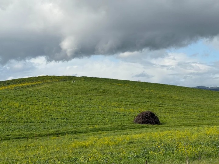 ¿California se sigue viendo tan feo como Windows XP? 💀
