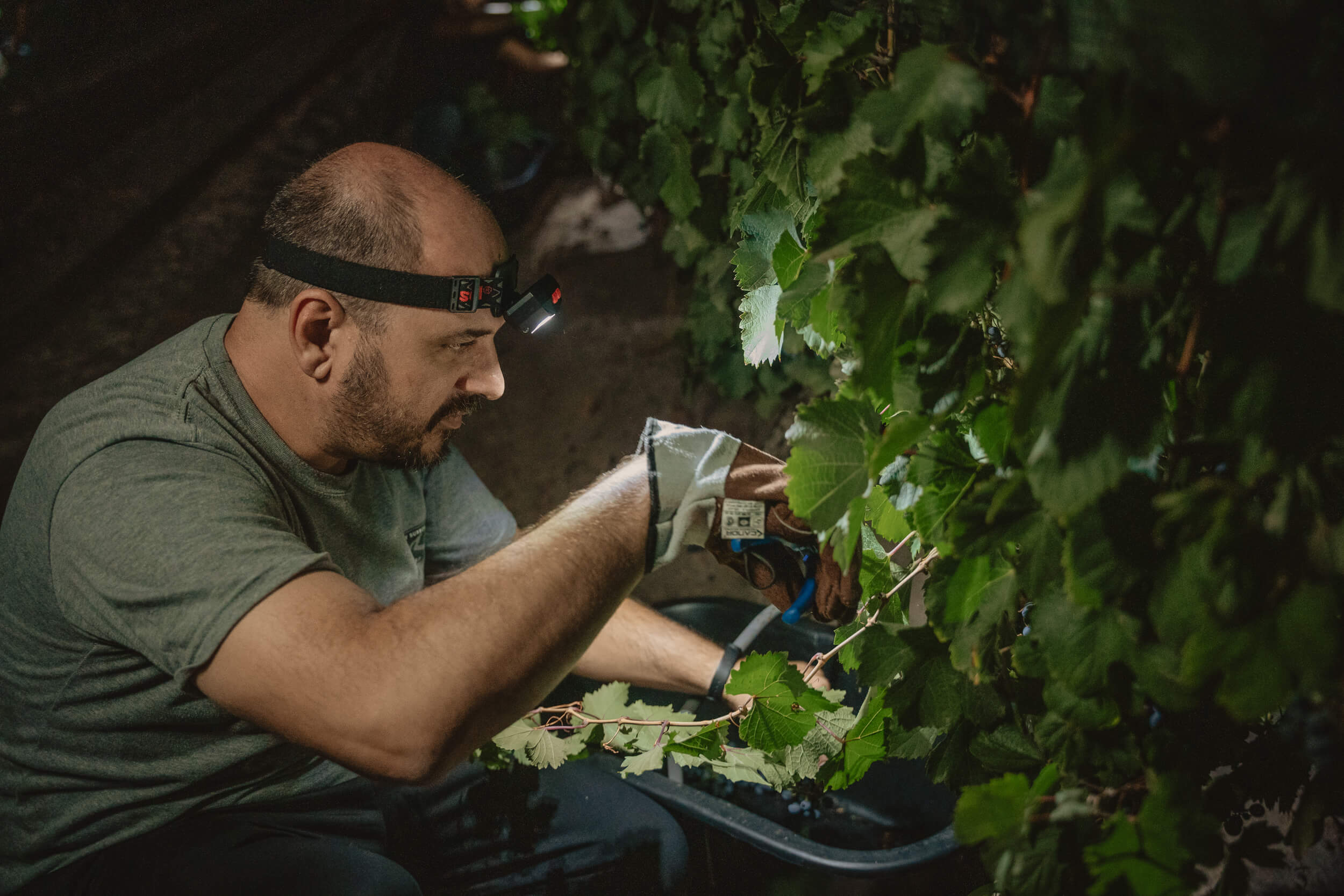🍷 ¿La vendimia nocturna es la clave para vinos que no te roban...