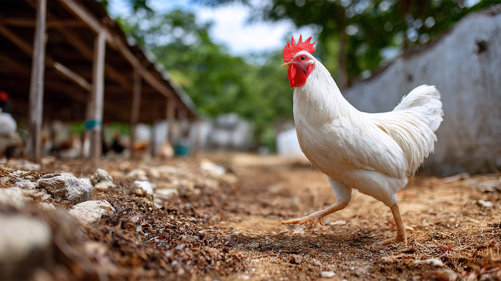 🚨 ¿Buenos Aires en Peligro de Fiebre del Pajaro?
