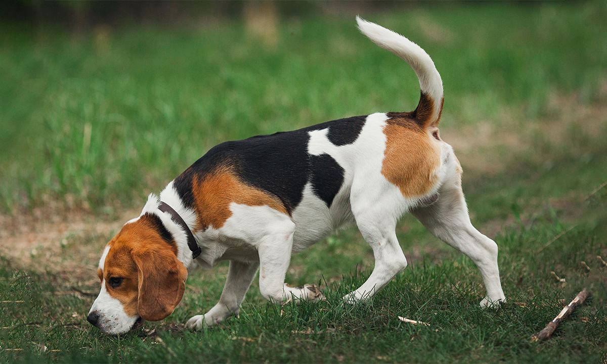 ¿Un Perro con Olfato de Sherlock es posible? 🐕