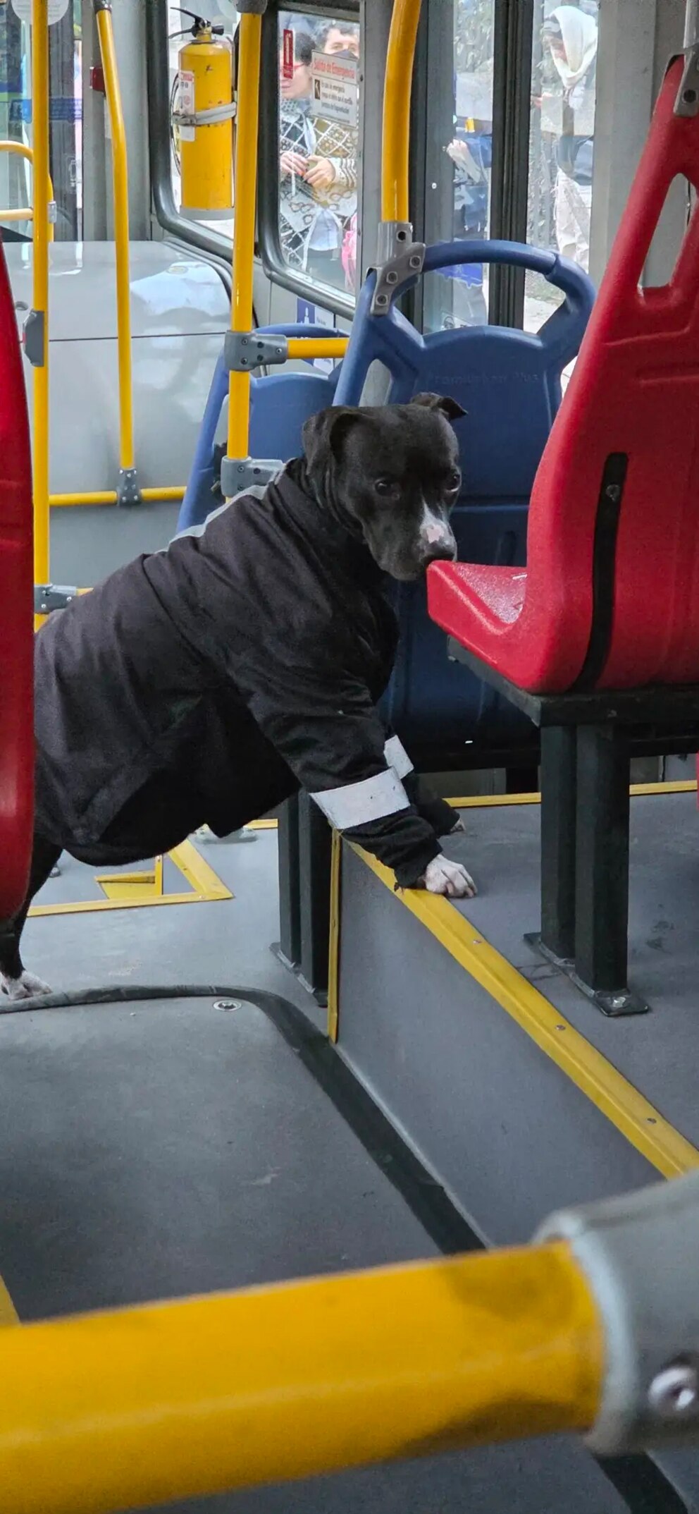 🚨 ¿El perrito más conductor del Sitp es más profesional que tú?