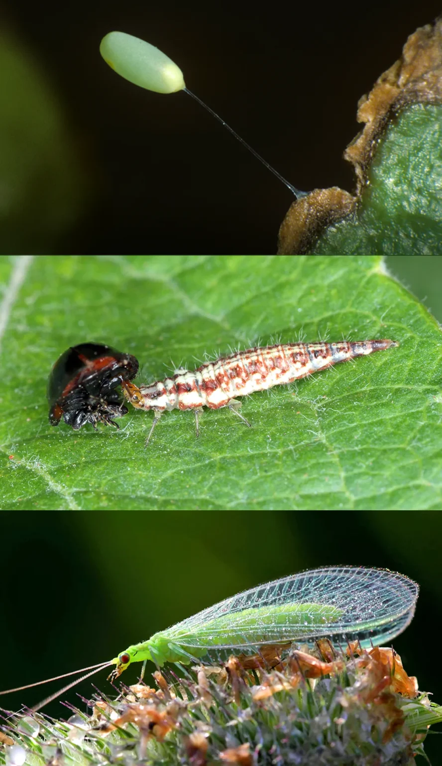 ¿Recuerdan sus vidas pasadas? 🐜 Las memorias de insectos puede...