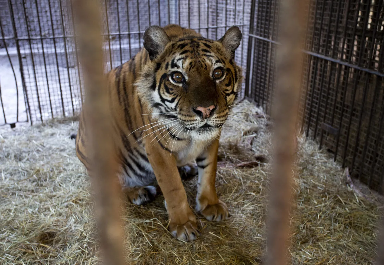 ¿Cuánto te costó la crisis de 2001 y qué ahora no se puede p...