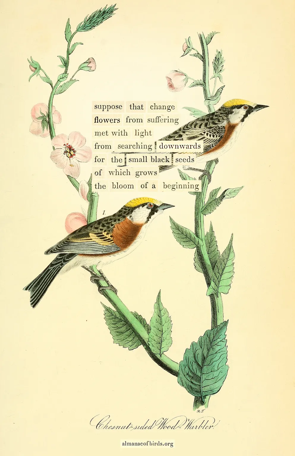 ¿El dolor te hace creativo o solo eres un perdedor? 🤡