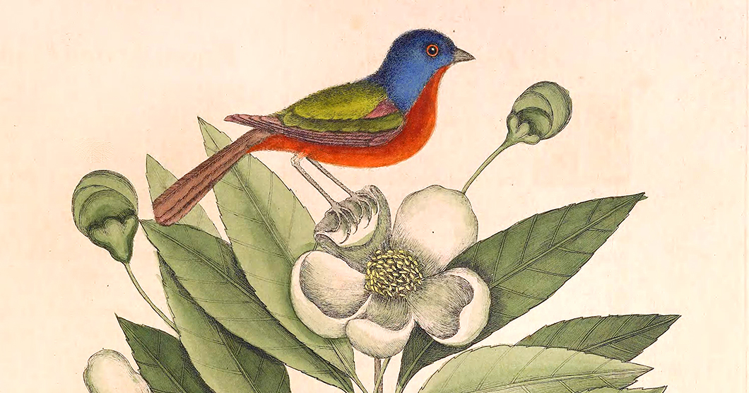 🐦 ¿La Avutarda en Tu Corazón: ¿Es el Amor o Solo Un Pajarito?