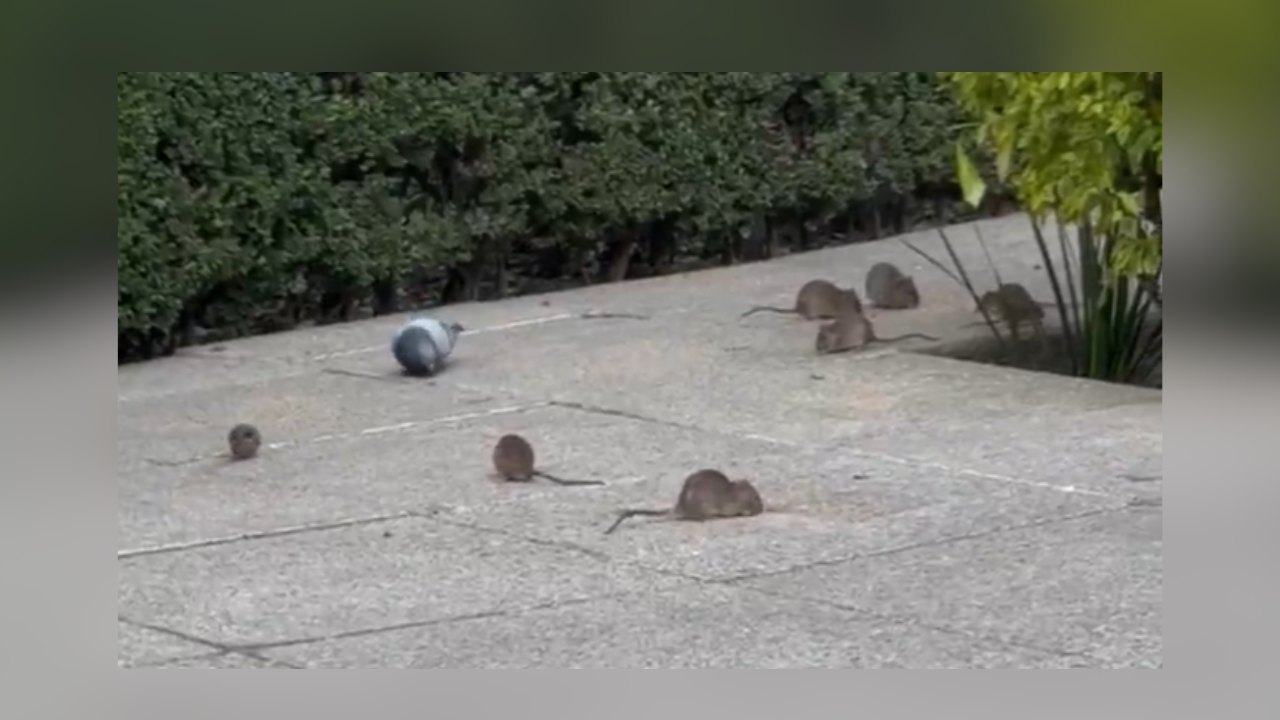 ¡La Ciudad de los Ratones! 🐀 ¿A lo ratatouille? ¡En serio, ¿qu...